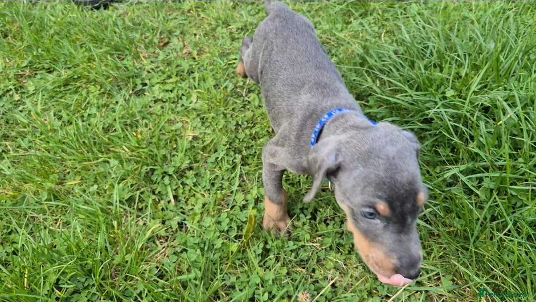 Dobermann dogs for sale: ⭐️⭐️⭐️⭐️⭐️x1Top bloodline.Dobermann puppy - Image 5