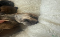 Mixed Breed dogs for sale: Schweenie pups  - Image 14