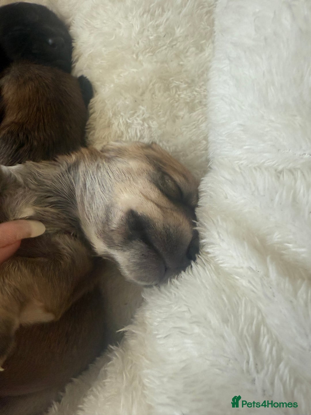 Mixed Breed dogs for sale: Schweenie pups  - Image 14