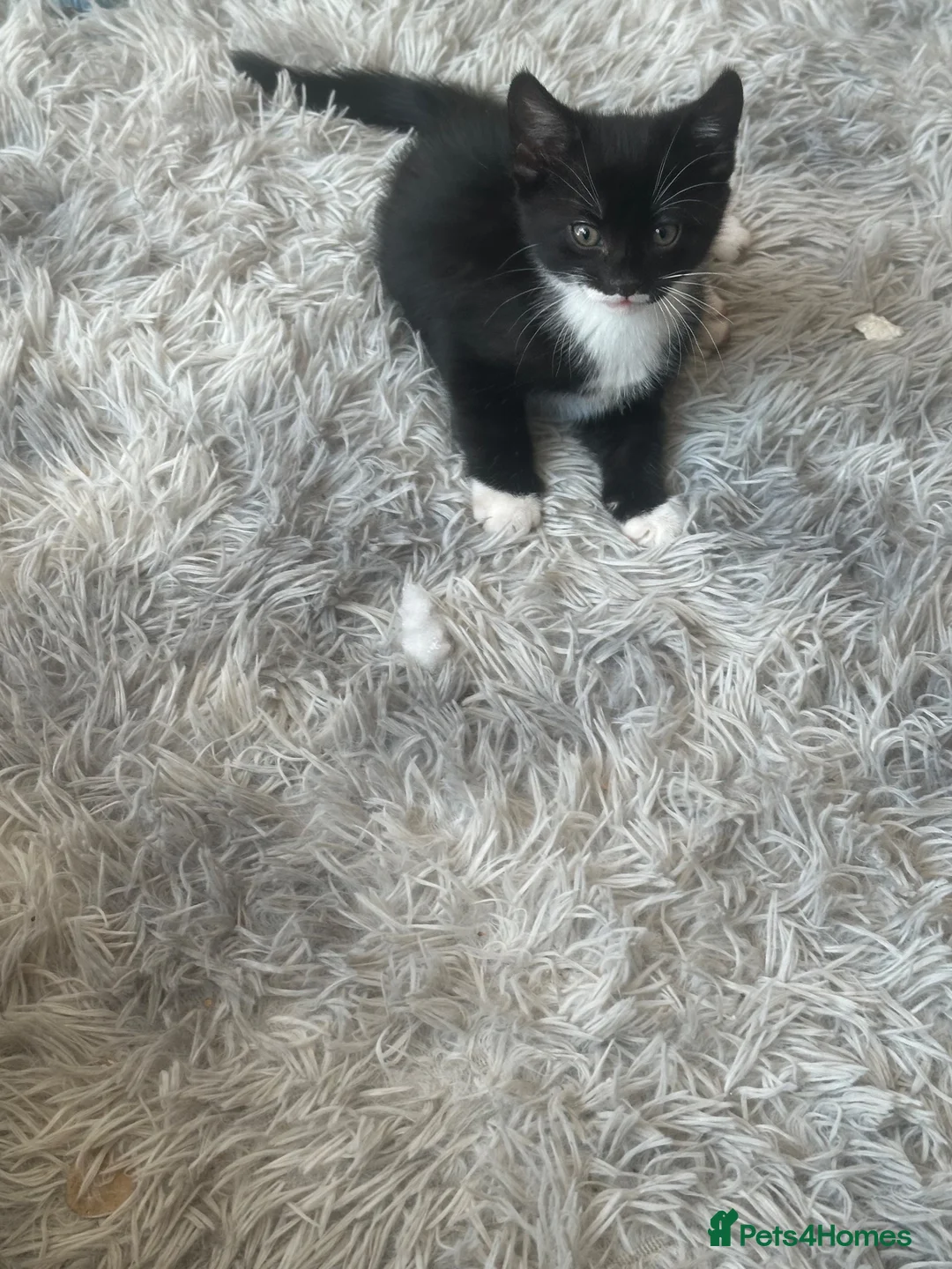 Mixed Breed cats for sale: Two kittens  - Advert 6