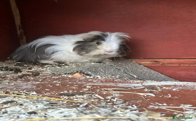 Guinea Pig rodents - Advert 13