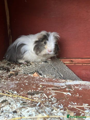 Guinea Pig rodents - Advert 13