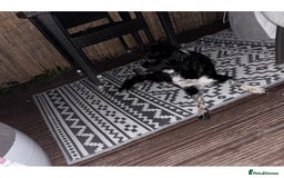 Border Collie dogs for sale: Bella - Border Collie - Image 3