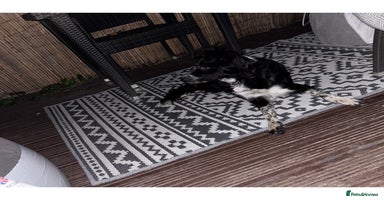 Border Collie dogs - Advert 3