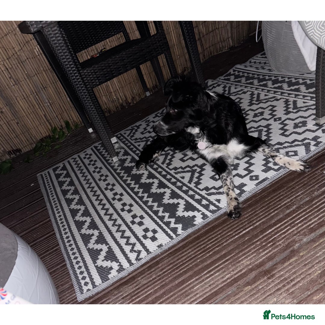 Border Collie dogs for sale: Bella - Border Collie - Image 3