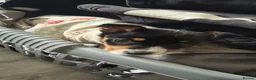 Jack Russell dogs for sale: Jackson the jack Russel  - Advert 1