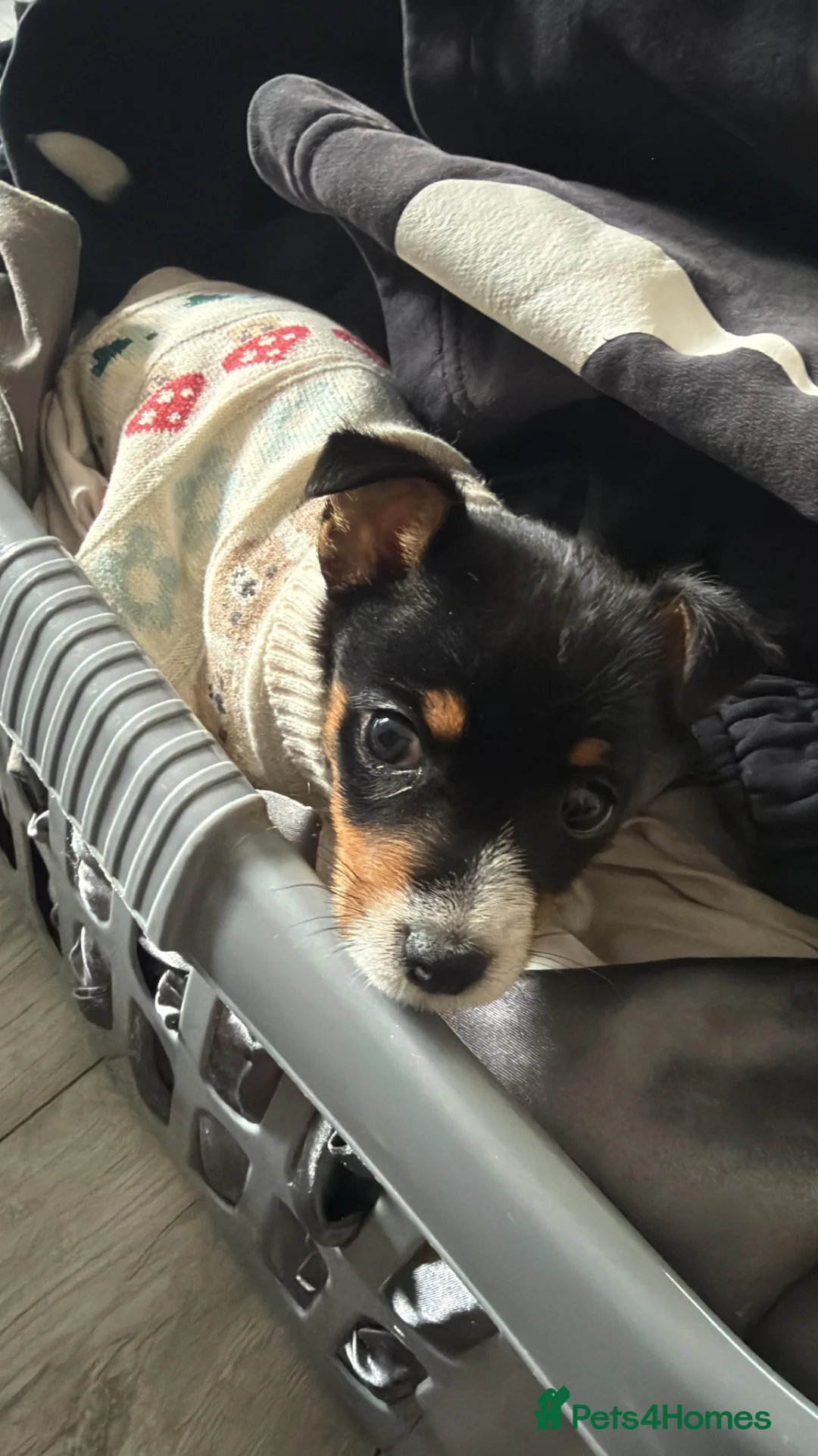 Jack Russell dogs for sale: Jackson the jack Russel  - Advert 1