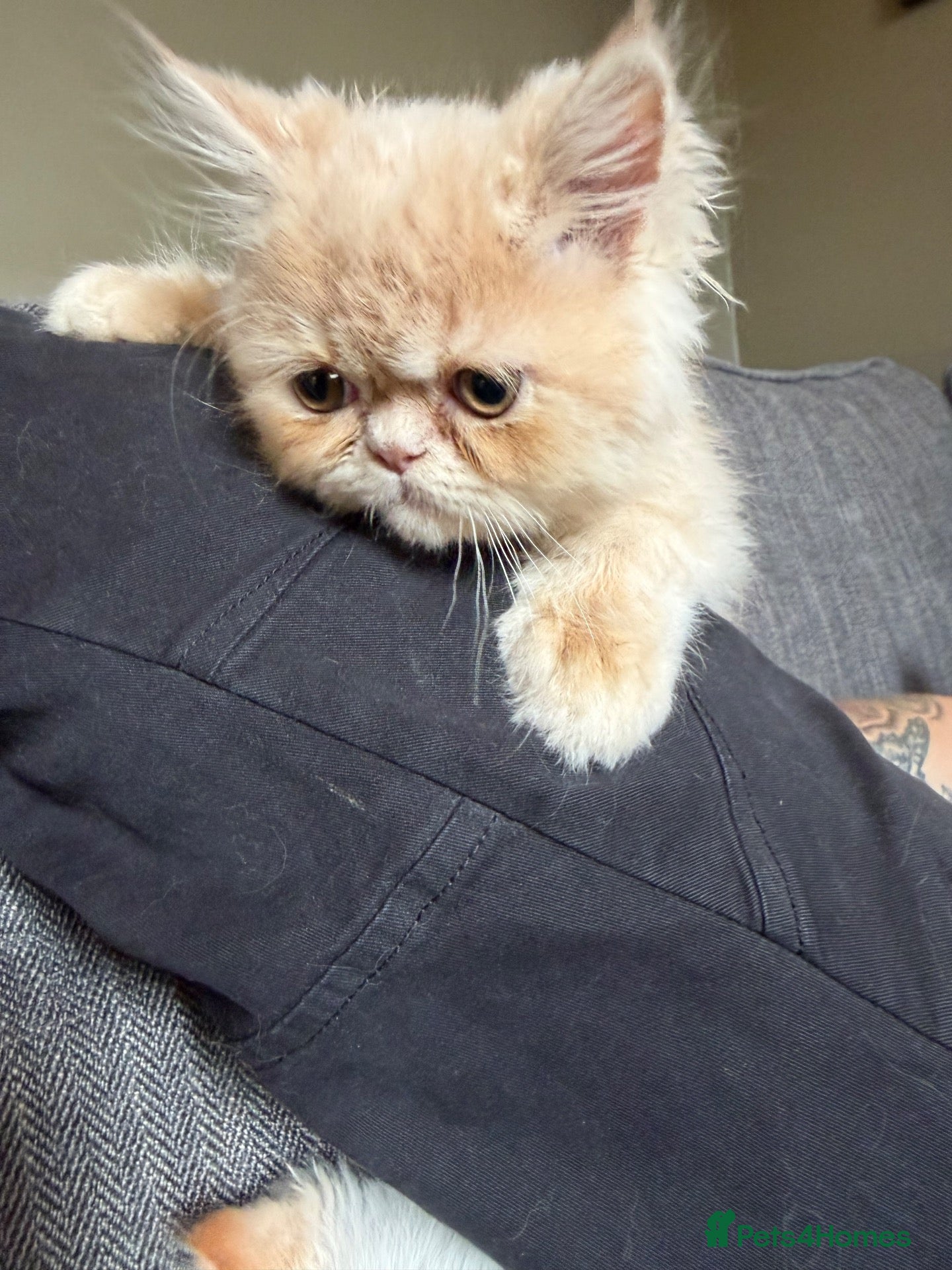 Persian cats Lovely Persian kittens 1 girl 3 boys  - Advert 2