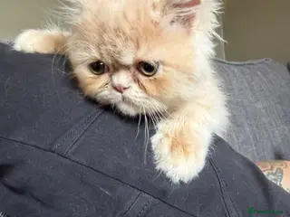 Persian cats Lovely Persian kittens 1 girl 3 boys - Advert 2