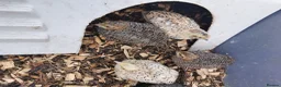 Quail poultry for sale: Mixed Coturnix Quail chicks  - Advert 3
