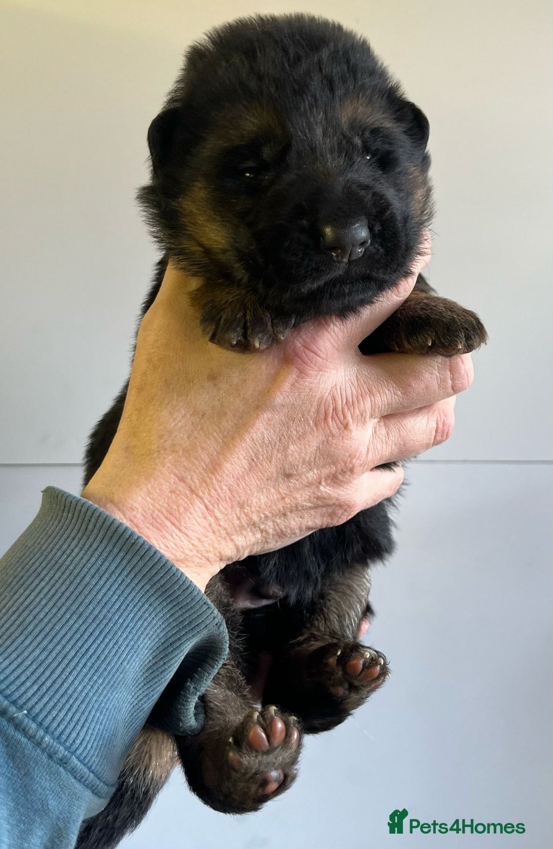 German Shepherd dogs for sale: Litter of puppies with a World Class Pedigree  - Advert 25