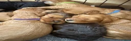 Cockapoo dogs for sale: 8 Beautiful F2 Cockapoos  - Advert 1