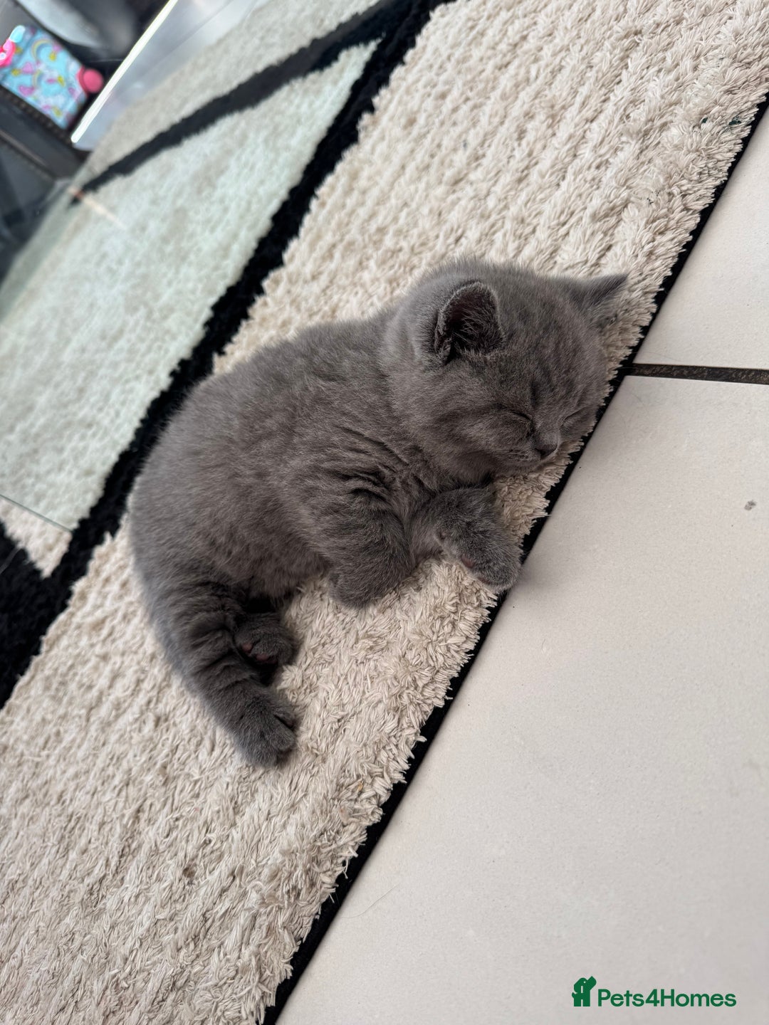 British Shorthair cats for sale: Pedigree British shorthair (Bi colour gene) in Birmingham - Image 12
