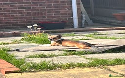Mixed Breed dogs for sale: Needing forever home - Image 3