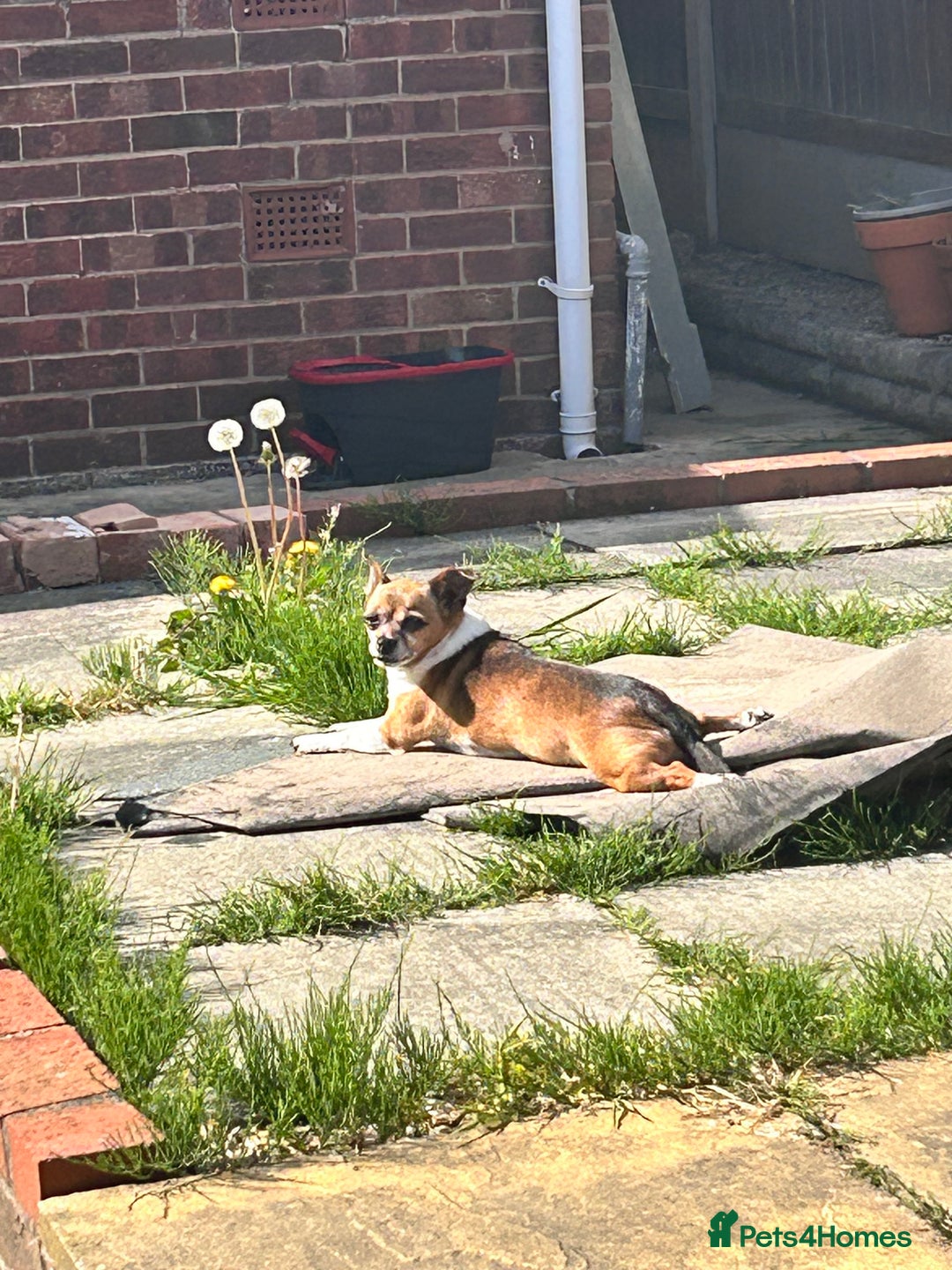 Mixed Breed dogs for sale: Needing forever home - Image 3