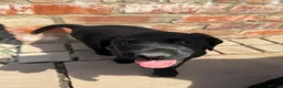 Labrador Retriever dogs for sale: Black Labrador pups for sale - Advert 4