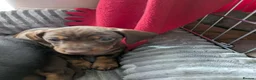 Miniature Dachshund dogs for sale: BEAUTIFUL MINIATURE DACHSHUND PUPPIES – GLASGOW 🐾 - Advert 4