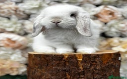 Mini Lop rabbits for sale: 2 x male mini lop - Image 1