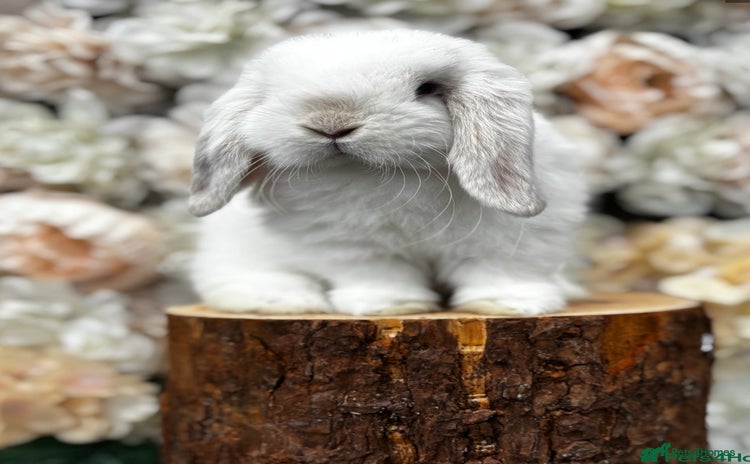 Mini Lop rabbits - Advert 1