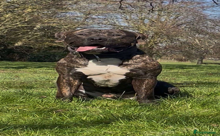 Presa Canario dogs - Advert 8