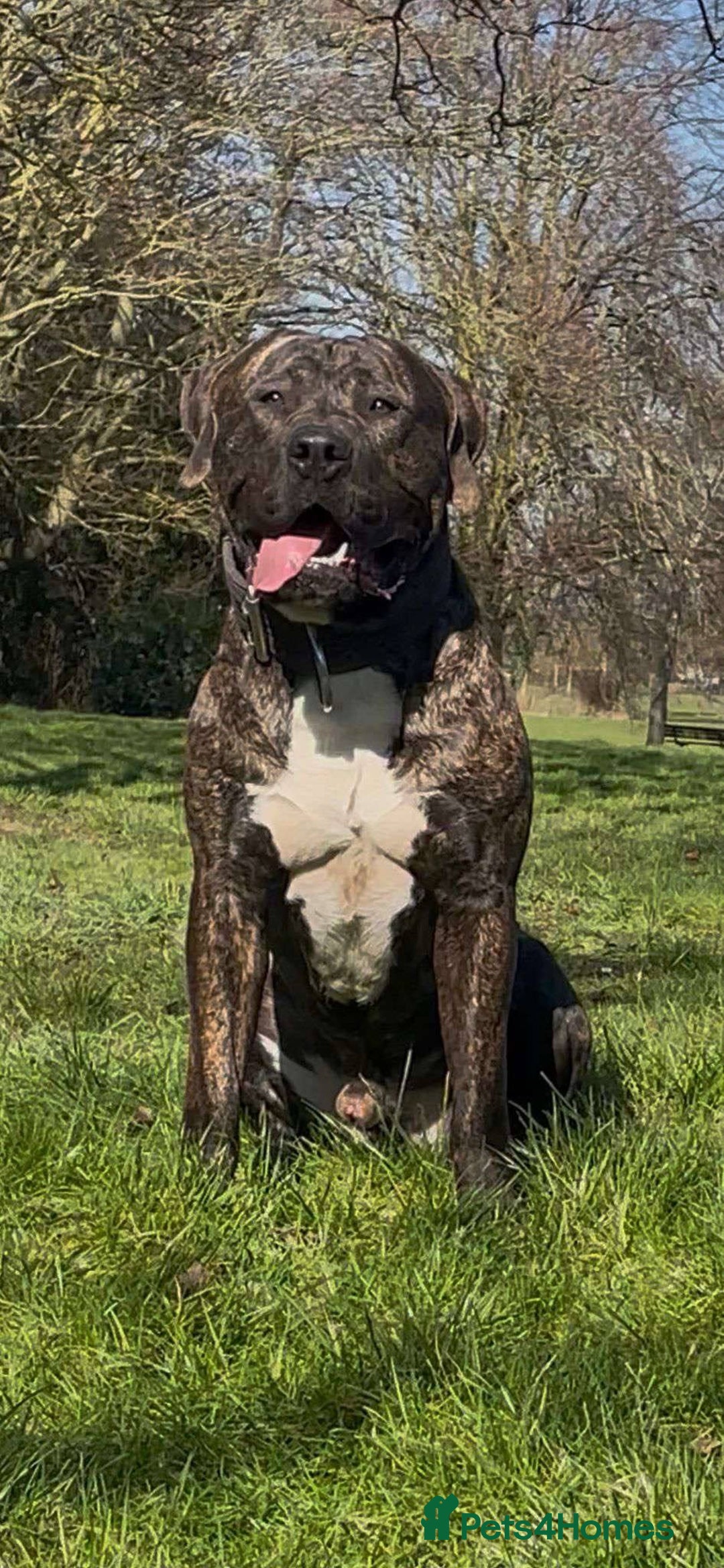 Presa Canario dogs for sale: Pressa  - Image 1