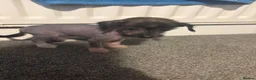 Chinese Crested dogs for sale: Hairless Chinese Cresteds  - Advert 7