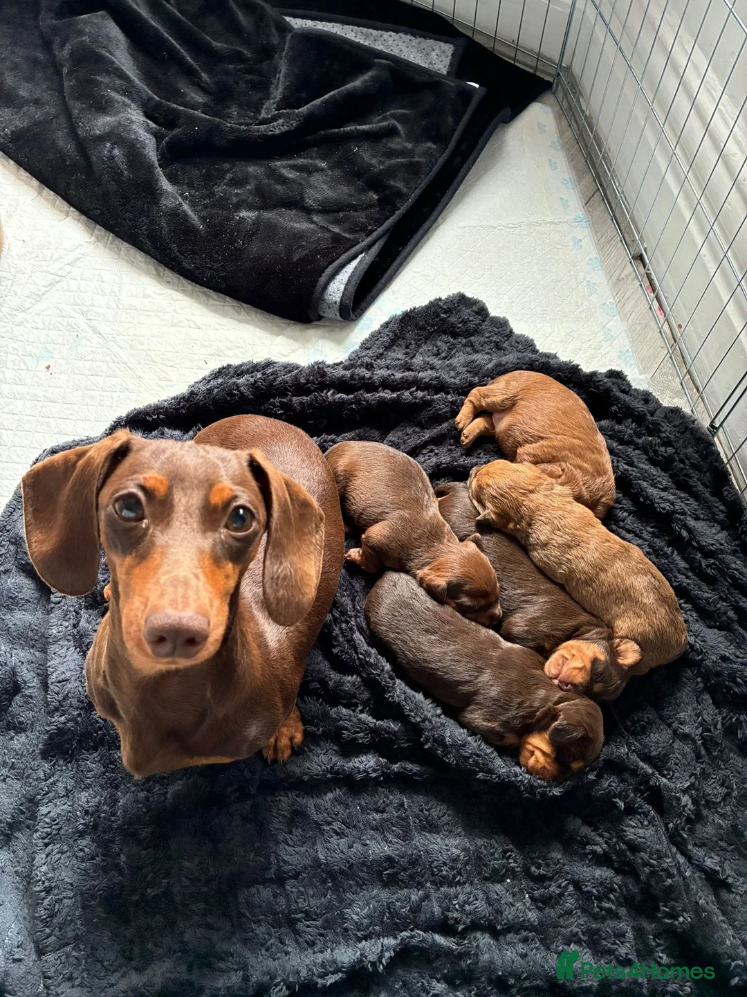 Mixed Breed dogs for sale: Last girl left Doxiepoo red girl ready now  in Westcliff-on-Sea - Advert 5
