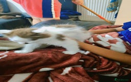 Mixed Breed cats for sale: 🐾 Adorable, persian crossed Kittens for Sale 🐾 - Image 10