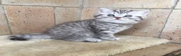 British Shorthair cats for sale: Stunning Classic British shorthair kittens - Advert 13