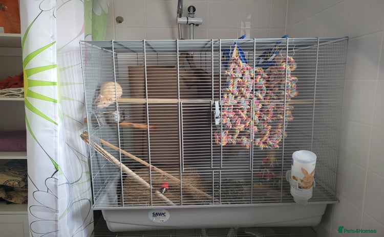 Rat rodents - Advert 1
