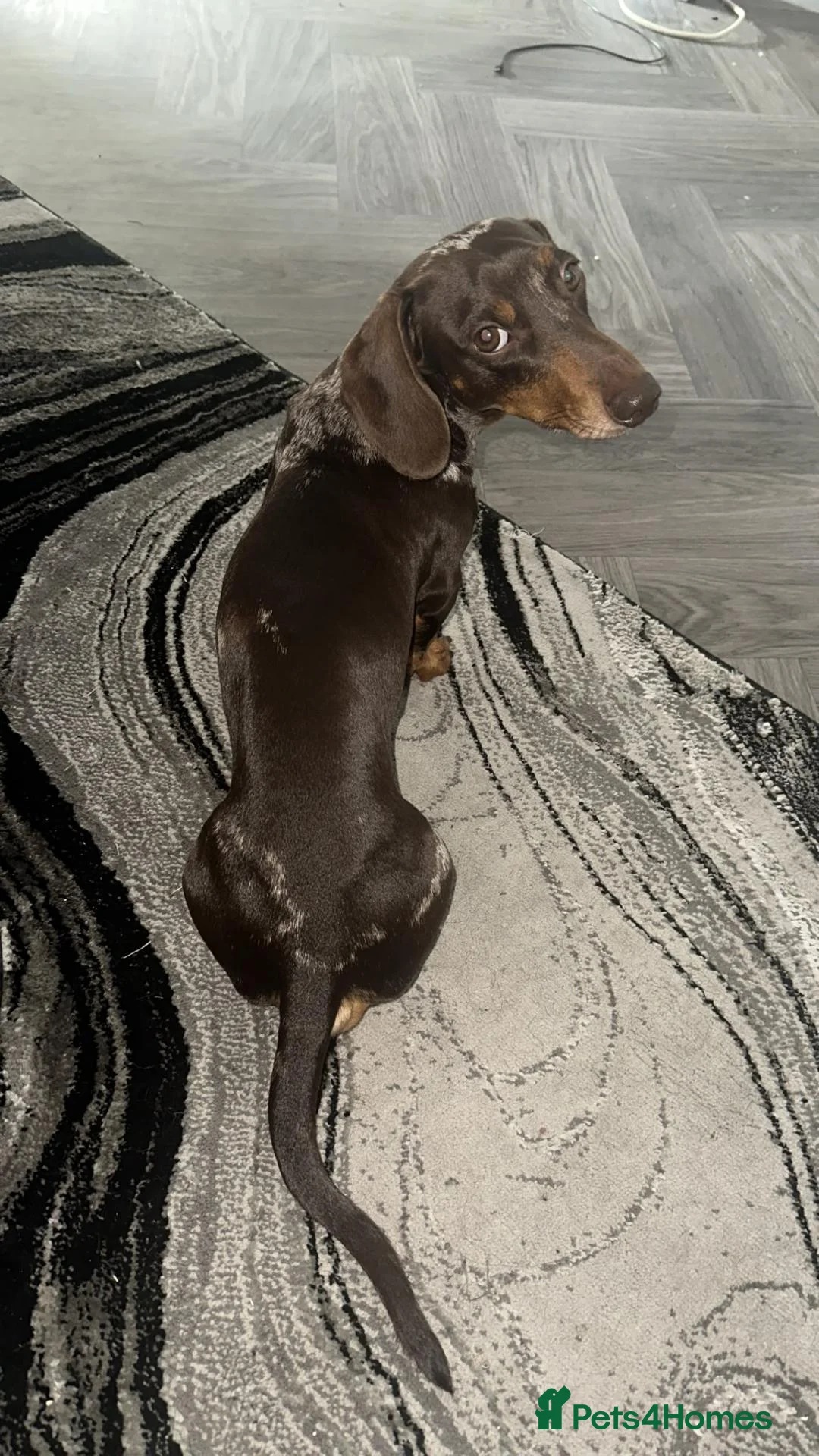 Dachshund dogs for stud: Cyril  in Didcot - Advert 3