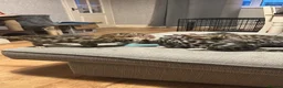 Bengal cats for sale: Silver bengal kittens - Advert 13