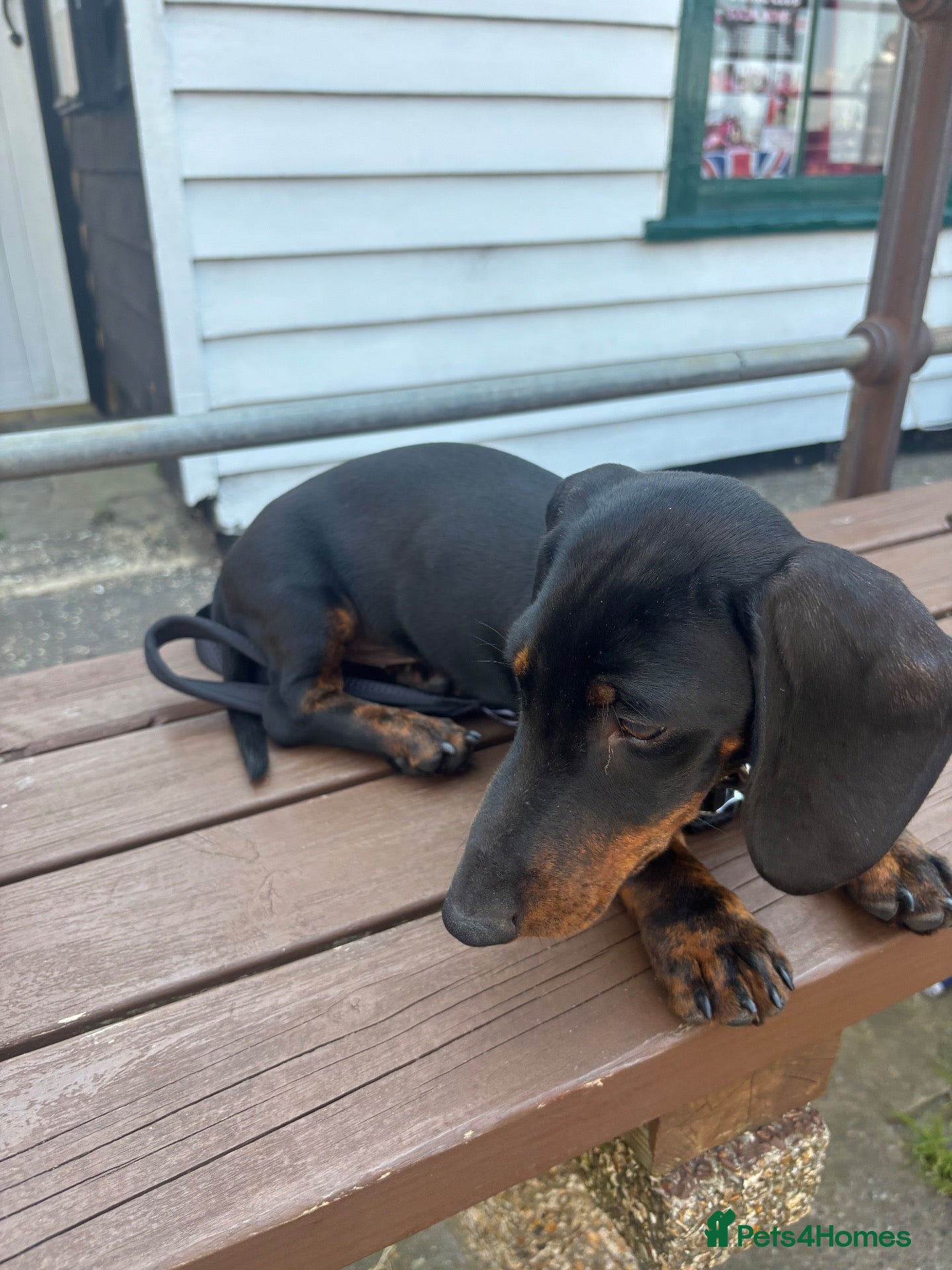 Dachshund dogs Rehoming Bruno - Advert 1