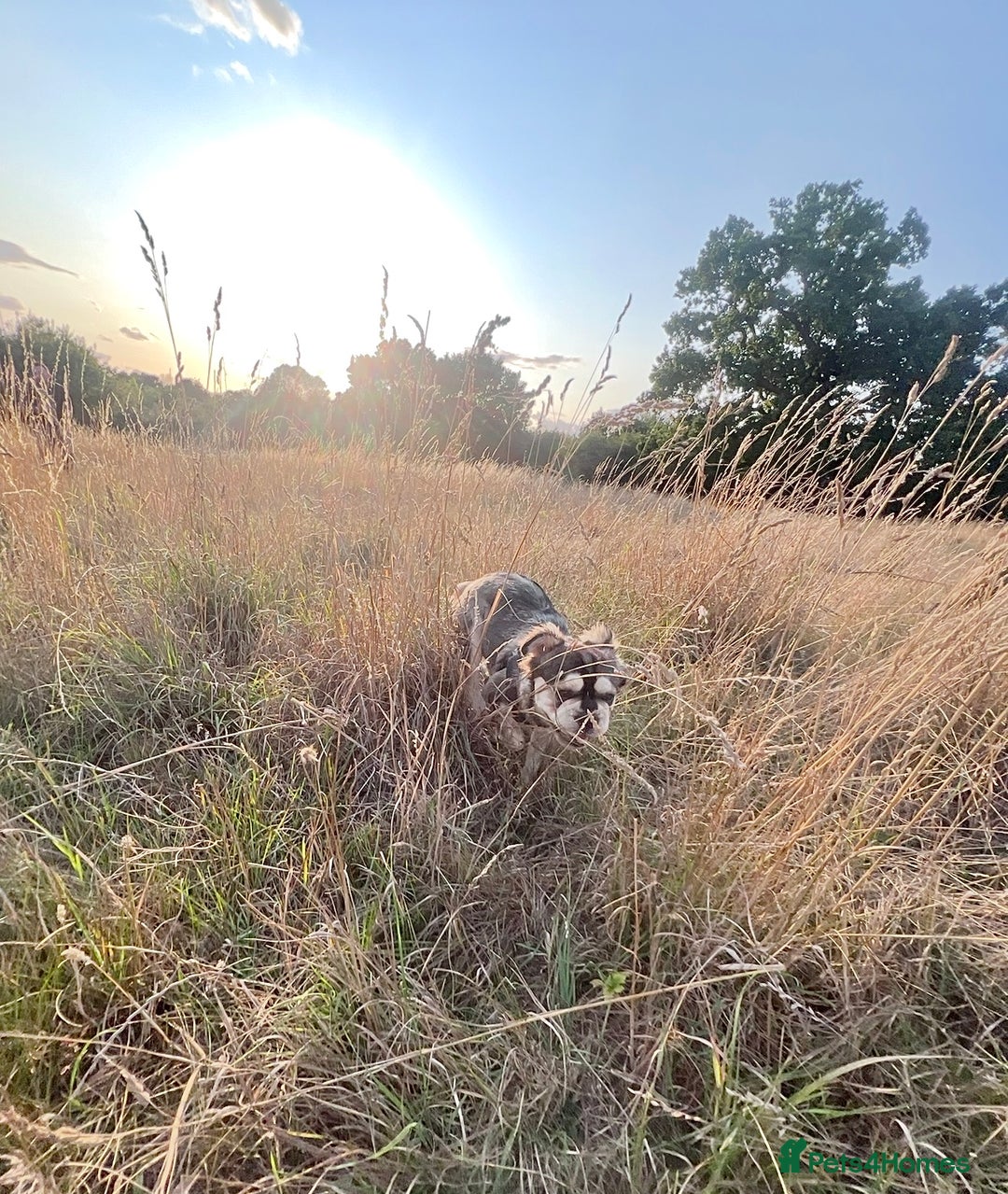 French Bulldog dogs for sale: KC reg+4 panel health+DNA EA Husky Female pup - Advert 16