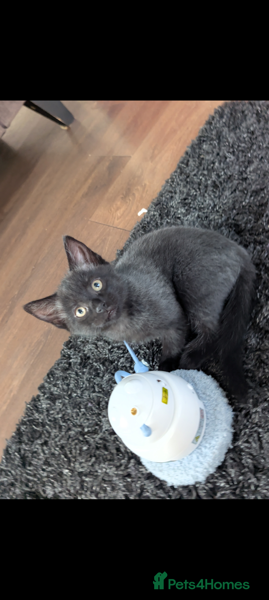 Mixed Breed cats for sale: British longhair X mixed breed  - Advert 5