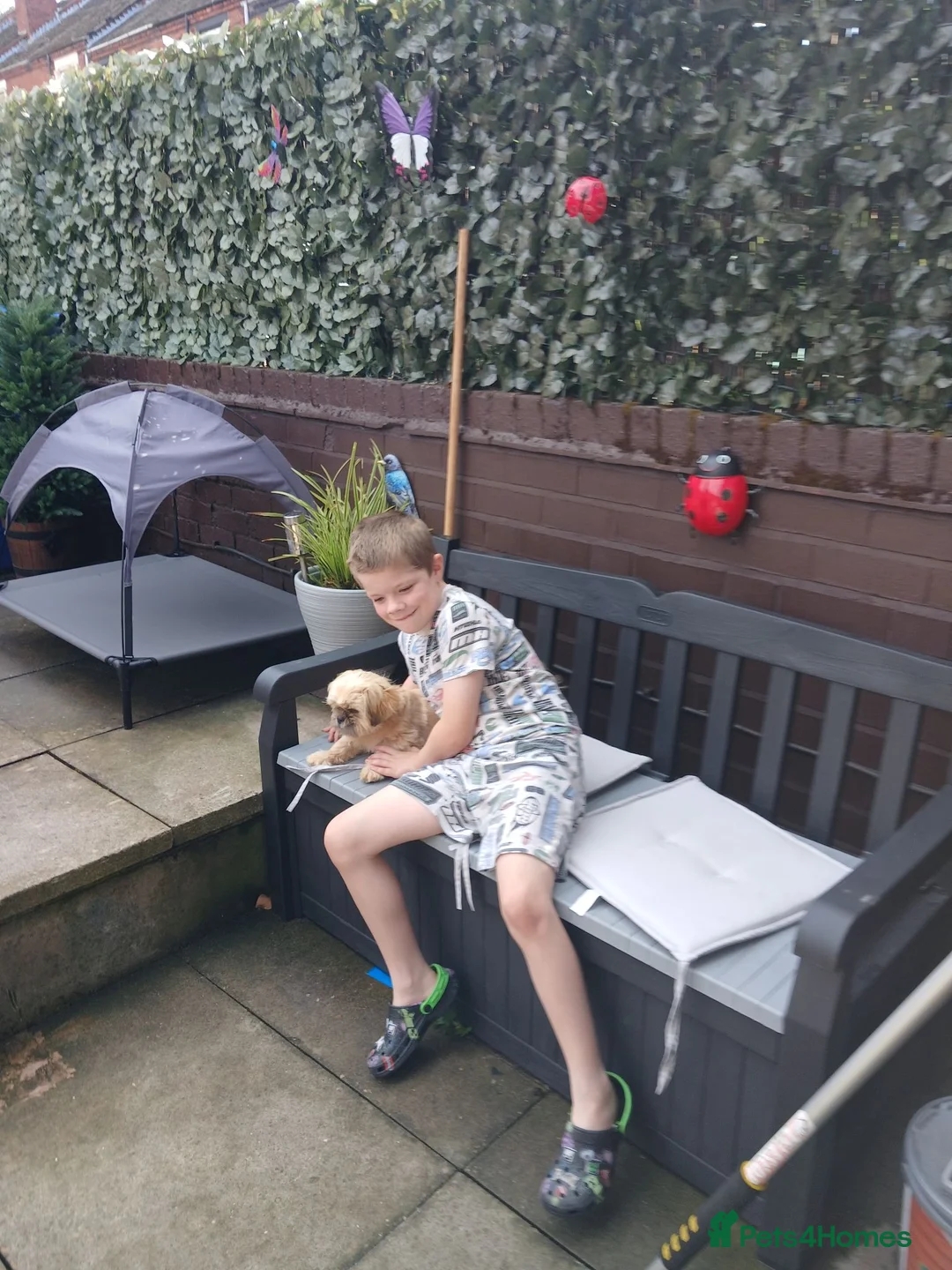 Shih Tzu dogs for sale: Shihtzu pup - Advert 3