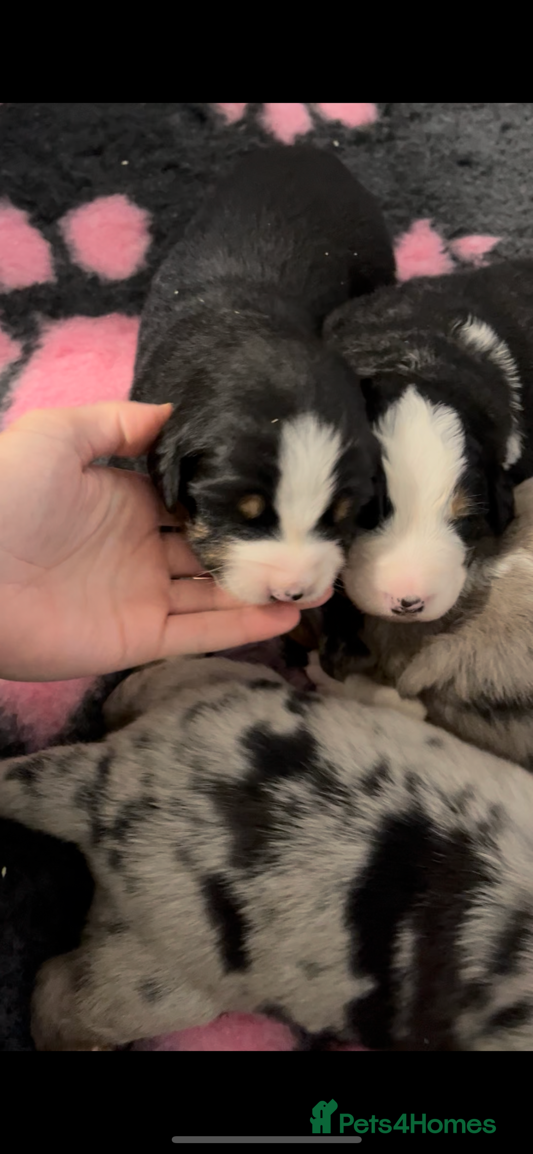 Mixed Breed dogs for sale: Merle & Tricolour Australian Mountain Dog Puppies - Image 5