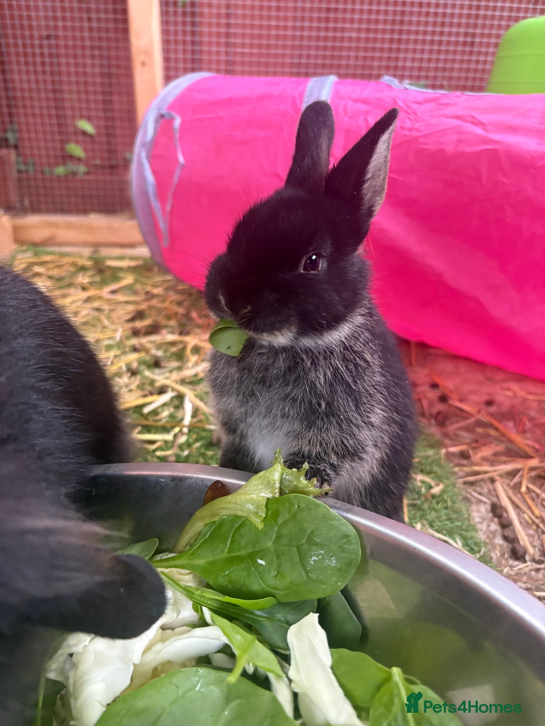 Mixed Breed rabbits for sale: One boy one girl  - Advert 3