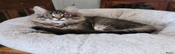 Maine Coon cats for sale: Big Strong Maine Coon Kittens - Advert 5