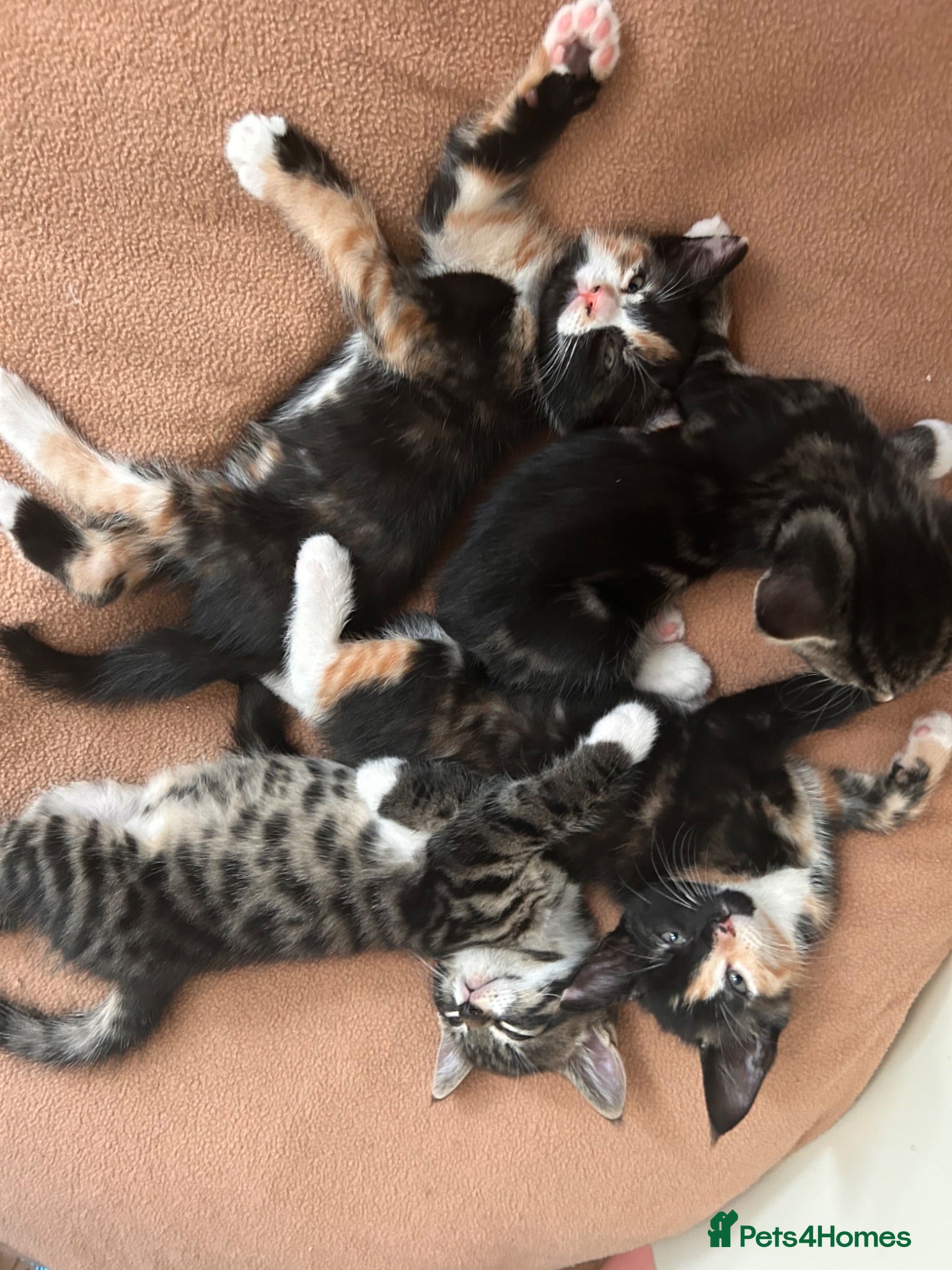 Mixed Breed cats 5 little kittens ready for loving homes  - Advert 3