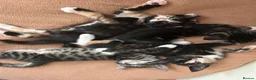 Mixed Breed cats for sale: 5 little kittens ready for loving homes  in Stanford-le-Hope - Advert 1