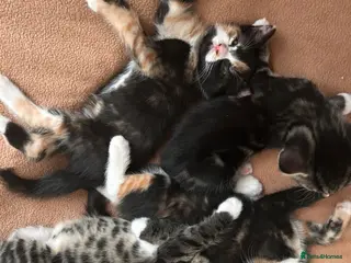 Mixed Breed cats 5 little kittens ready for loving homes - Advert 1