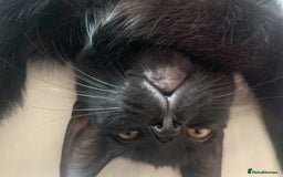 Bombay cats for sale: Kittens - Advert 14