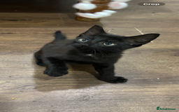 Mixed Breed cats for sale: 2 month old kittens ready for their forever homes  - Image 4