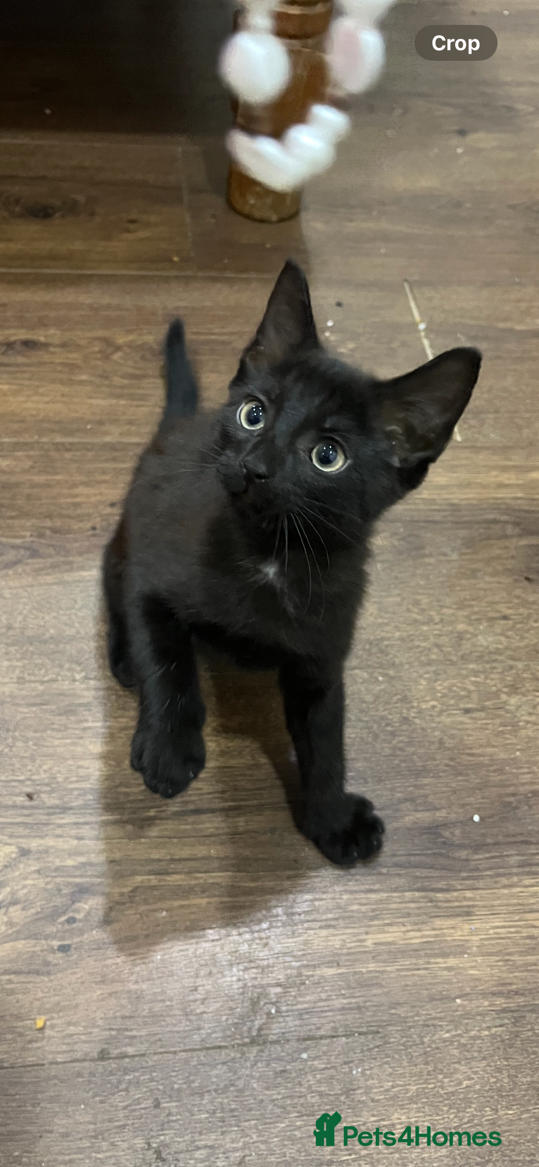 Mixed Breed cats for sale: 2 month old kittens ready for their forever homes  - Image 4
