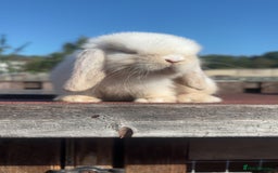 Mini Lop rabbits for sale: Pure Mini Lop Rabbits for sale - Image 4