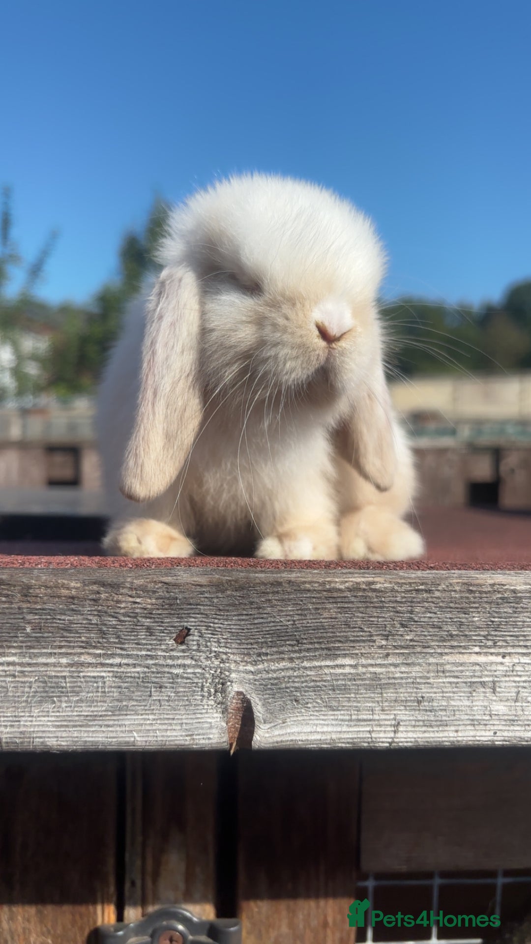 Mini Lop rabbits for sale: Pure Mini Lop Rabbits for sale - Image 4