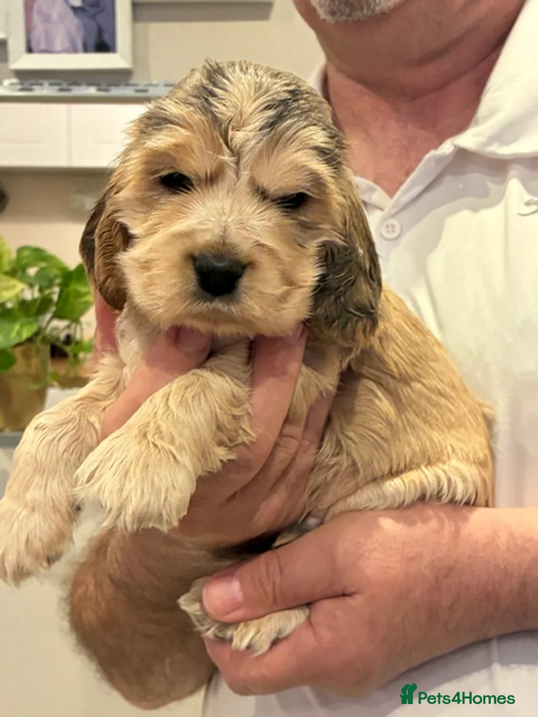 Cocker Spaniel dogs for sale: *** STUNNING SABLE SHOWTYPE COCKER SPANIEL PUPPIES in Canvey Island - Advert 9