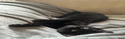 Domestic Shorthair cats for sale: 6 Kittens ready to go ASAP!  in West Drayton - Advert 7