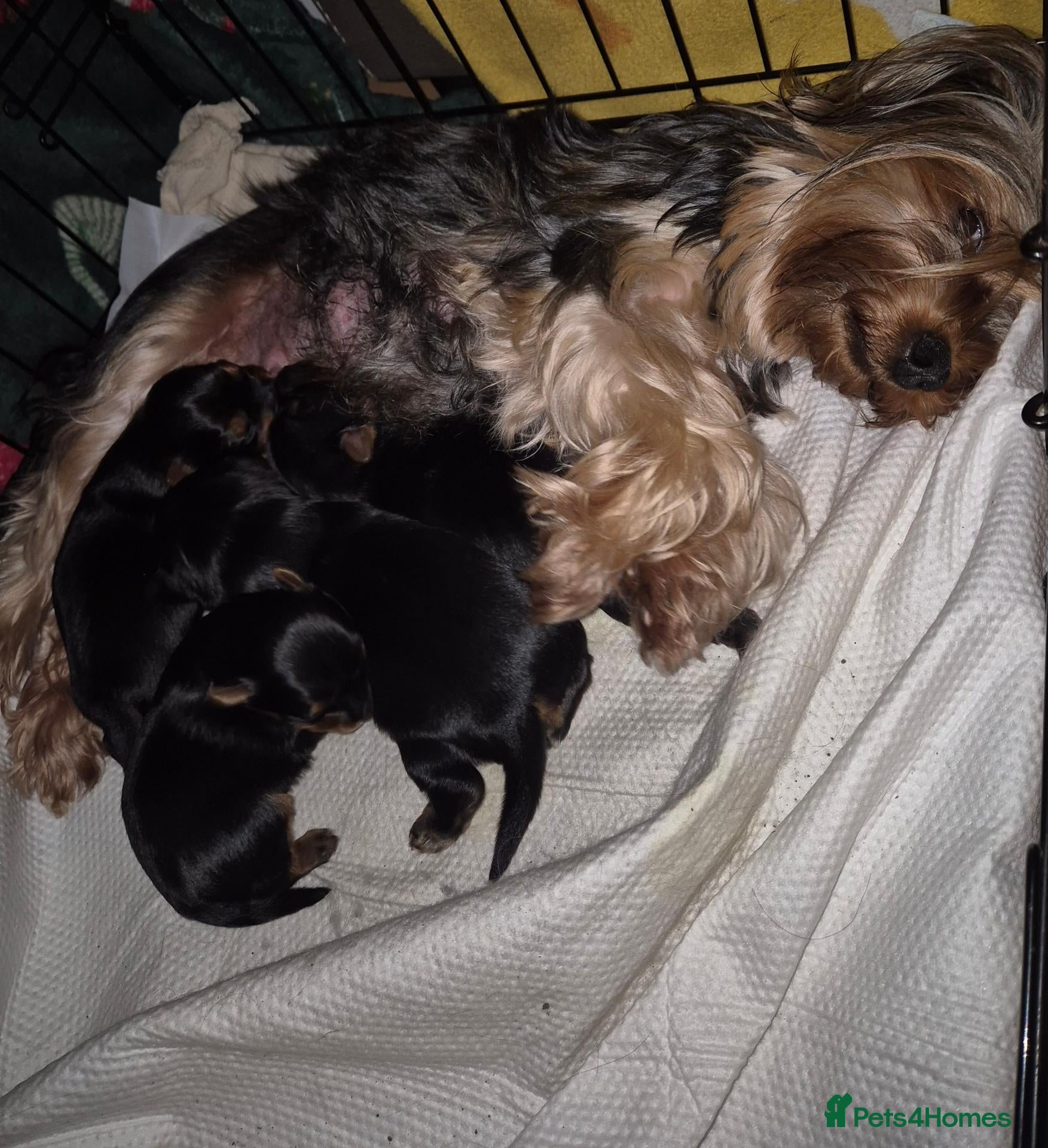 Yorkshire Terrier dogs for sale: 🐾 Beautiful Yorkshire Terrier Girls - Advert 1